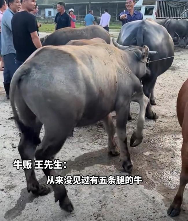 牛市惊现五条腿的牛 罕见基因突变引关注