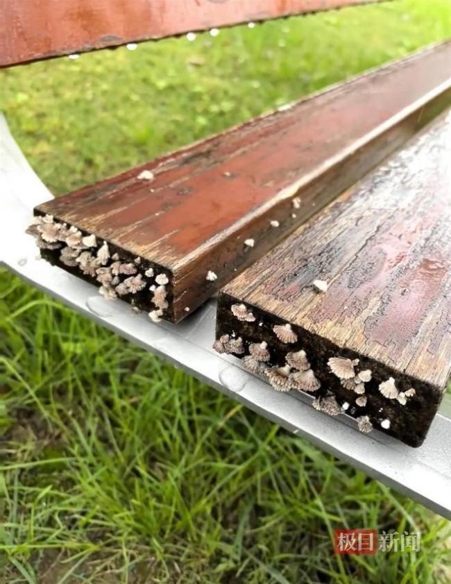 西安城墙长出青苔 专家解读 持续降雨影响