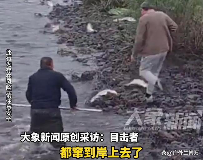 山东菏泽一河道出现大量白鲢 市民徒手捡鱼收获颇丰
