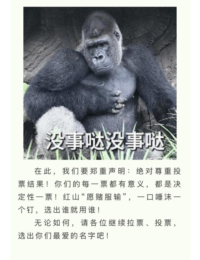 用野菜命名大猩猩获六成网友支持 “头字辈”要出道！