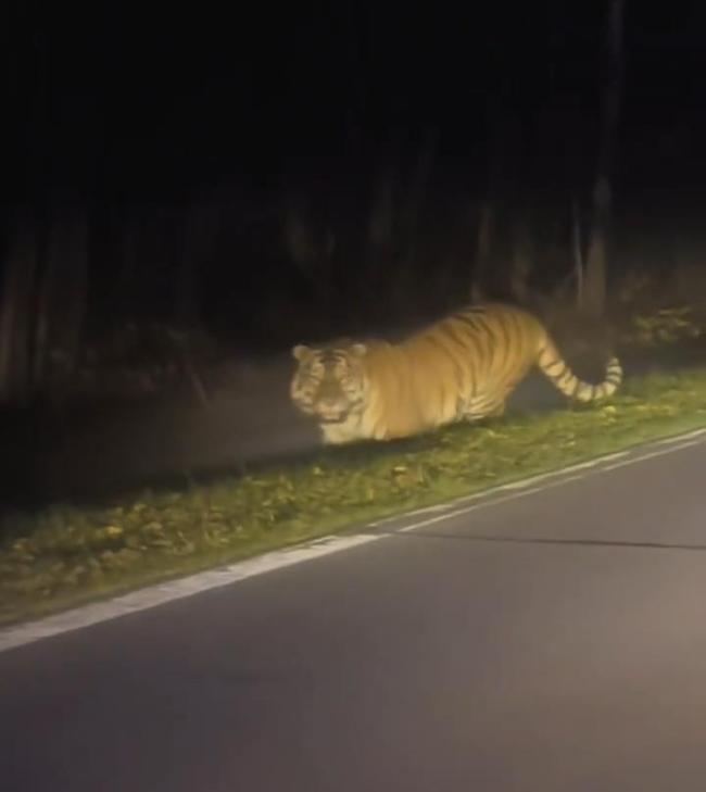 男子夜遇野生东北虎 大喊“本地的”引对视