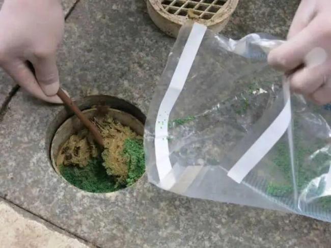 男子多次给220年古树投毒被控制 因遮挡采光起杀心