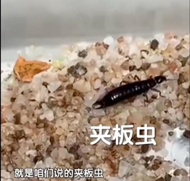 北京居民家中现黑色“剪刀虫” 阴暗潮湿处需注意清理