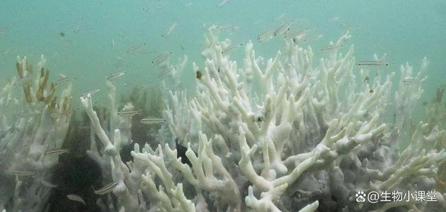 90%珊瑚礁濒临崩溃!群众气温升高1.4℃,为何形成如斯糟糕性后果 局势临界点警钟响起