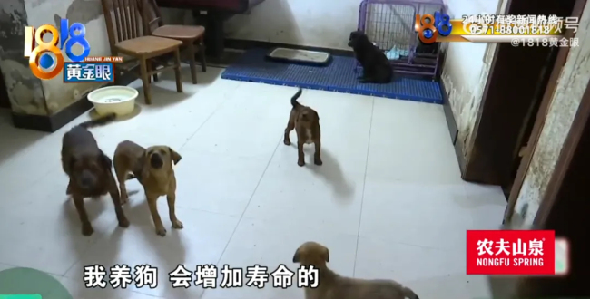 大爷把房子让给40多条狗住 养狗为善事！