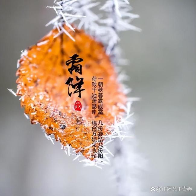 今日霜降 秋季最后一個(gè)節(jié)氣來臨