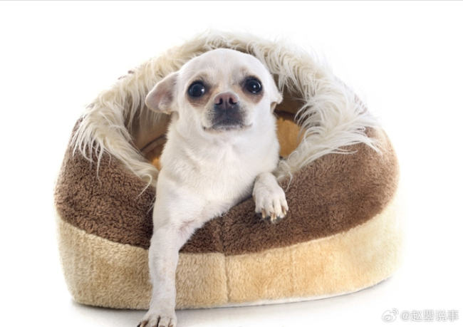 狗子成功捡漏人类幼崽闲置资源 