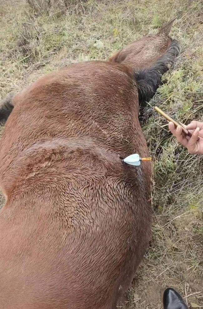 多地動(dòng)物遭熱成像無(wú)人機(jī)投箭射殺 家畜頻受害引關(guān)注