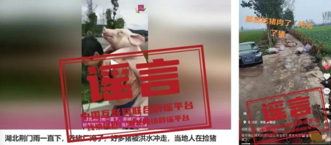 河南南阳暴发猪瘟?假的