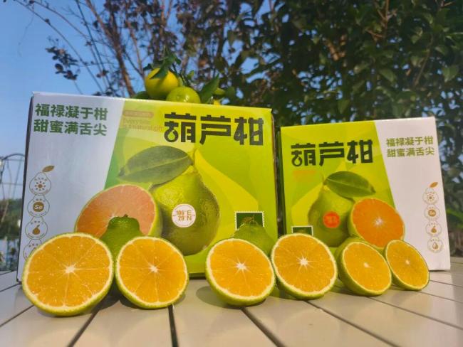 西南大学柑桔研究所的桔子卖断货了 研究生销售团队创佳绩