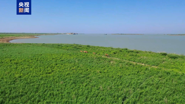 洞庭湖麋鹿和牛杠上了 两小时紧急救援