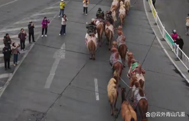 队长回应新疆20多人骑骆驼去洛阳 重走丝路传承文化