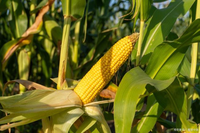 玉米一夜之间变了脸！新粮价格大幅上涨结束了