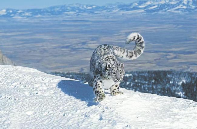 男子猎杀雪豹并食用北山羊 获刑5年