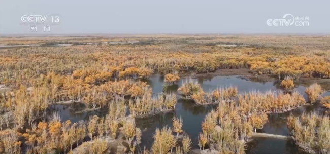 各地迎来秋日“限定版”美景 多彩画卷引客来