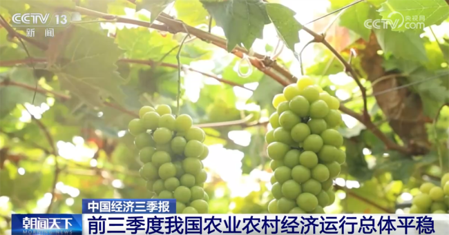 透过数据看前三季度“三农”成绩单 稳产增收势头良好