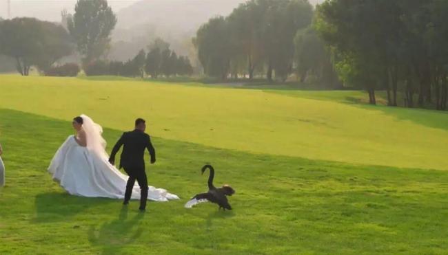 新郎、新娘户外拍婚纱照被黑天鹅“抢亲”