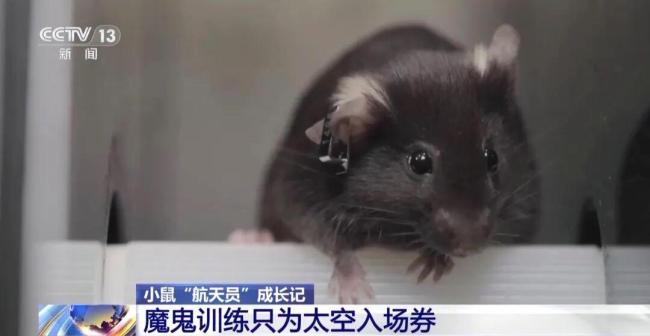 鼠鼠我啊要上天了 航天鼠勇闯太空关卡