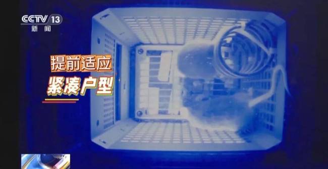 小鼠“航天员”训练画面曝光 魔鬼训练迎太空任务