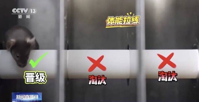 小鼠“航天员”训练画面曝光 魔鬼训练迎太空任务