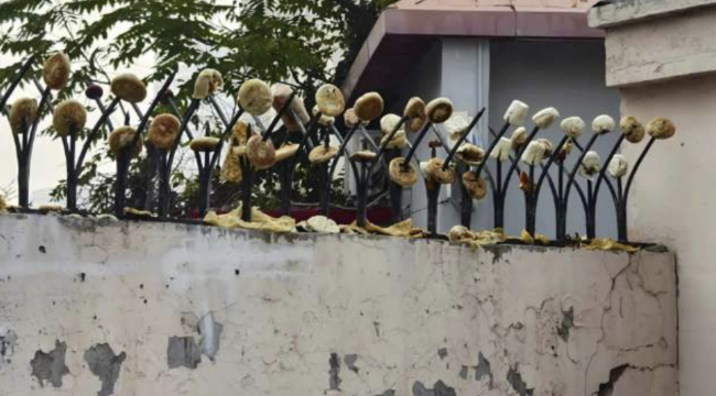 天津一小区围墙防盗刺插满烧饼馒头