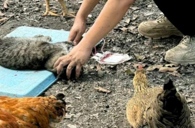 乱象频发 血猫血狗何时能得立法保障