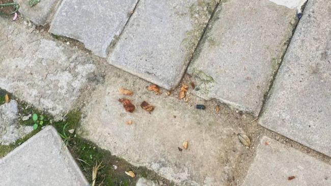 小狗疑被毒死女子辞职追凶3年 北京首例宠物投毒案九次延审