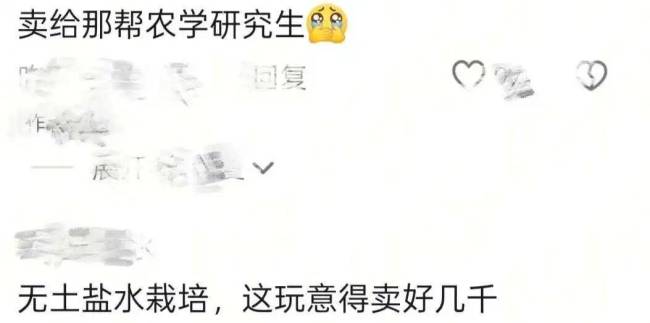 内蒙古居民腌制酸菜长出嫩芽 无土盐水栽培引热议