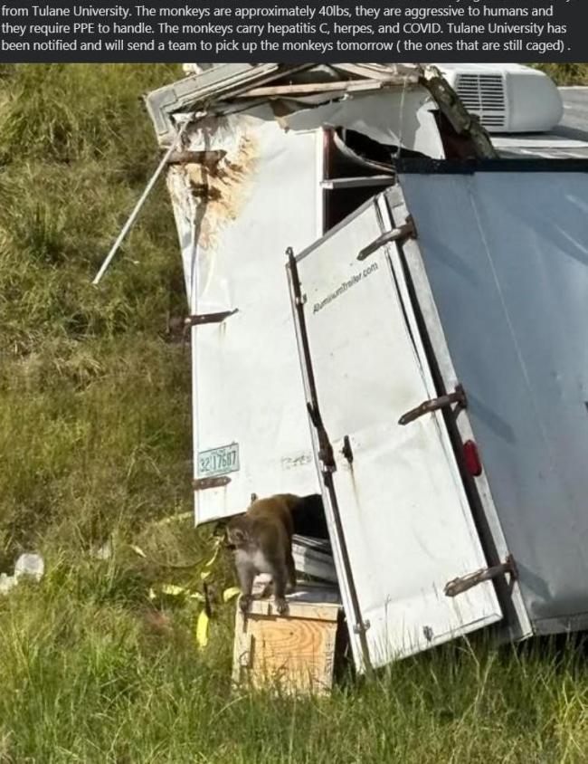 美国得州商店惊现脱缰猴 病毒疑云引发恐慌