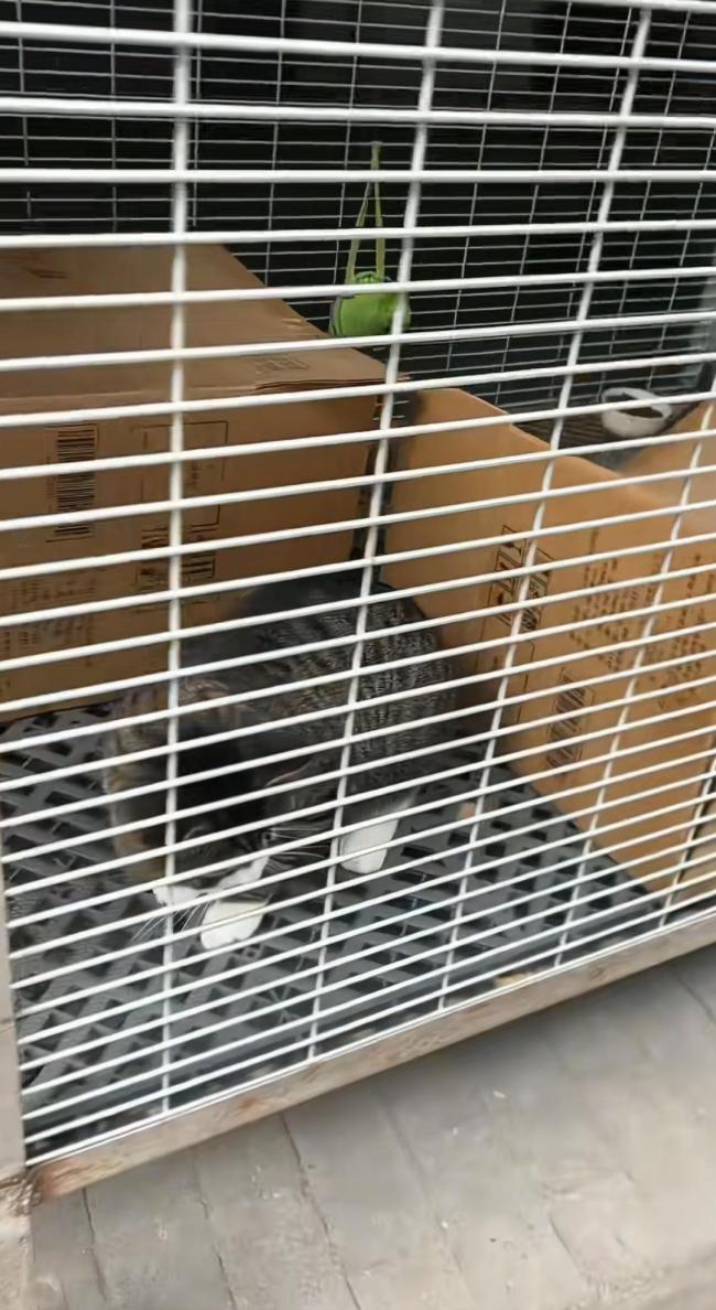 辽宁一汽车4S店养了50余只流浪猫狗