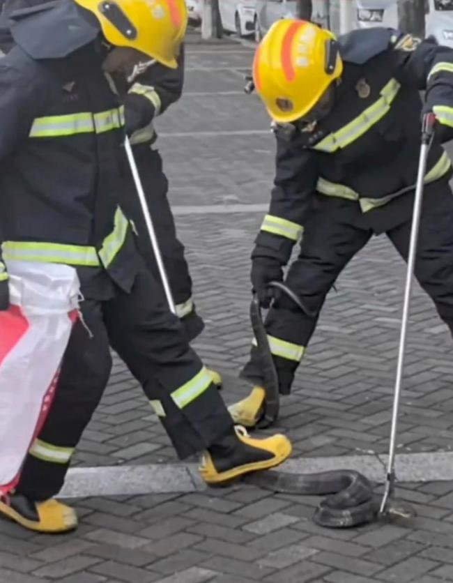 四川一街道现剧毒眼镜王蛇 消防人员成功捕获并放生