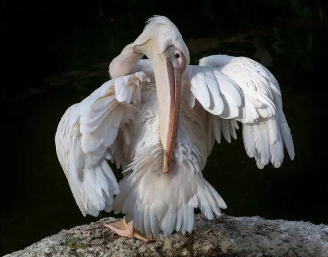 下雨天的时候鸟都在干什么？ 未雨绸缪与避雨策略