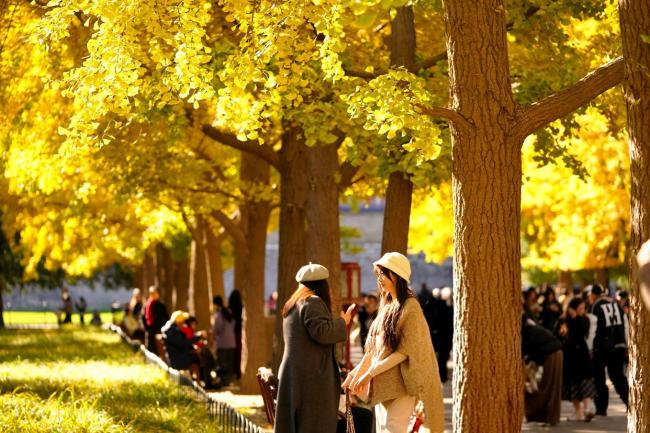 秋色浸染 天坛银杏大道换上“金衣” 古韵新装光影交错