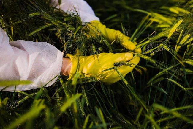 曝光！间谍在中国搜集亲本种子