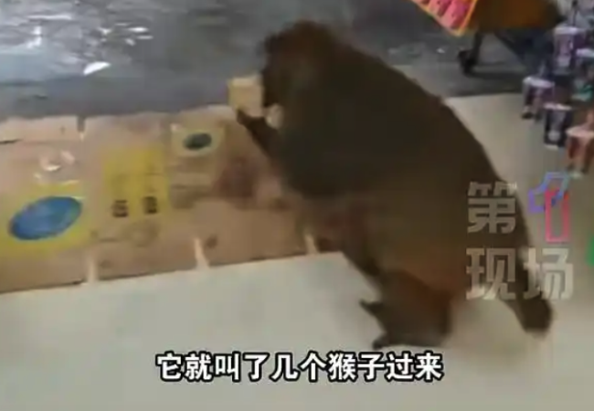 贵阳市内野生猴群组团抢劫便利店，官方回应：尽量远离，避免受伤