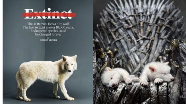 新“曼哈顿计划”：贺建奎前妻发起定制婴儿的“疯狂”计划 争议与伦理边缘