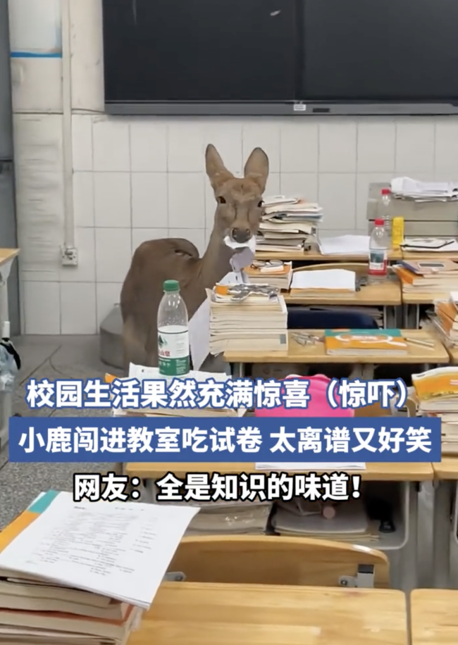 鹿跑进教室吃起了学生试卷