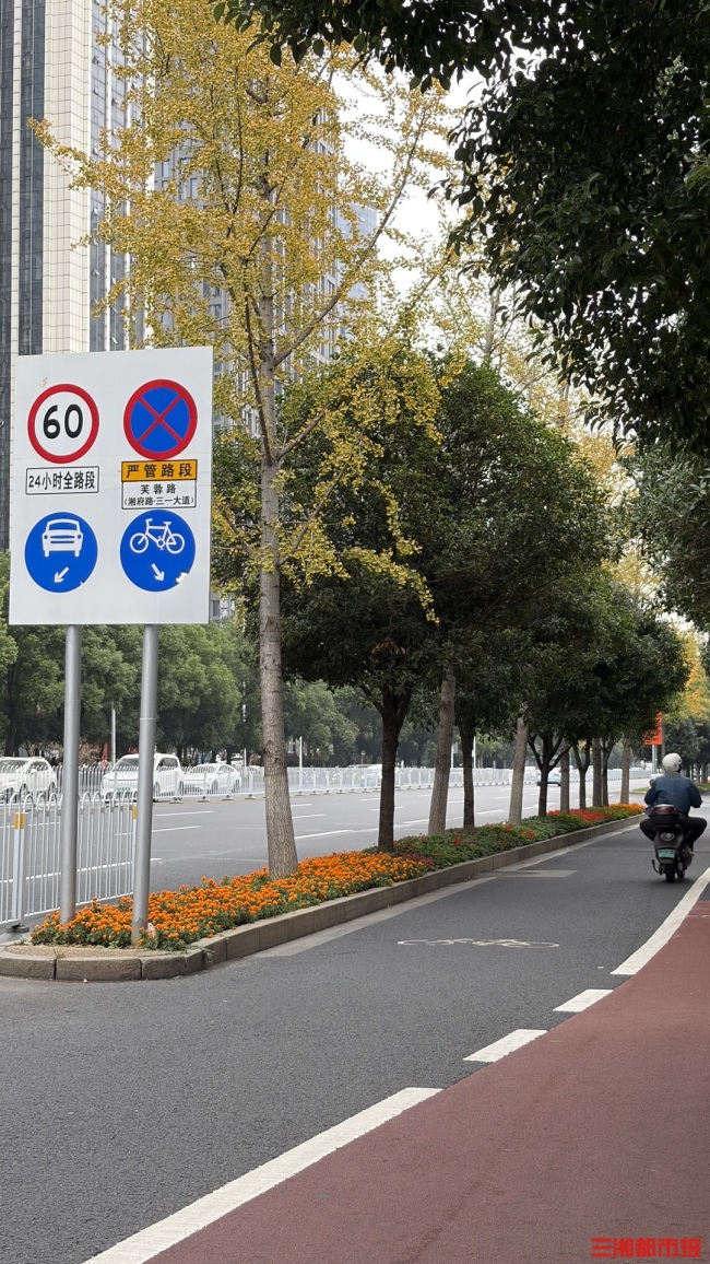 长沙街头的银杏树开始变黄了！