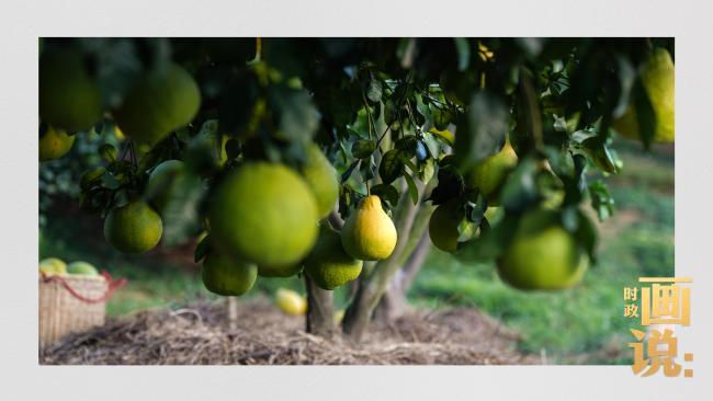 時(shí)政畫說(shuō)丨柚見豐年