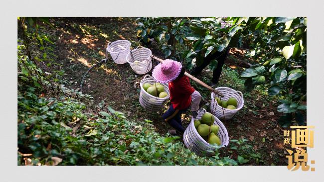 時(shí)政畫(huà)說(shuō)丨柚見(jiàn)豐年