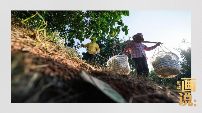 时政画说丨柚见丰年