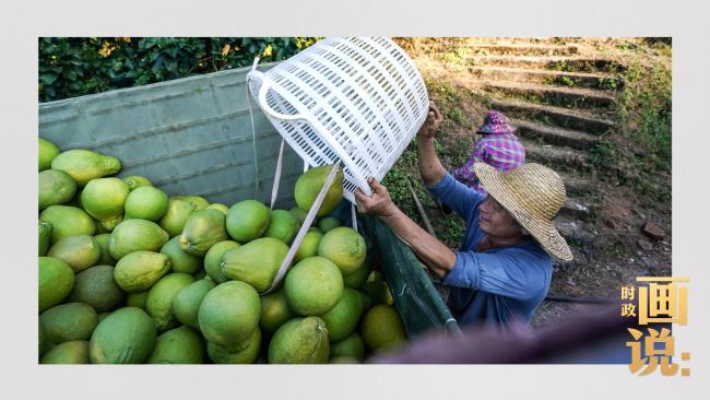 時政畫說丨柚見豐年