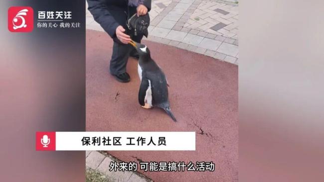 有人带着企鹅在哈尔滨的一个定居点散步