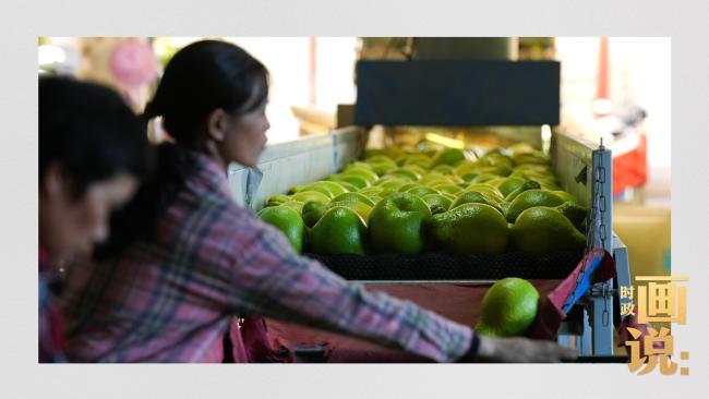 時(shí)政畫說丨柚見豐年