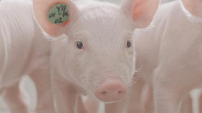 “猪王”“肉王”正面争锋 产业链渗透加剧