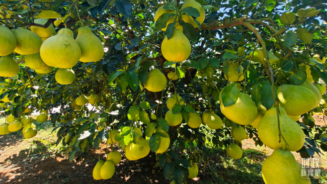 时政新闻眼丨“十五五”如何走在前、作示范、挑大梁？习近平为广东发展作出战略指引