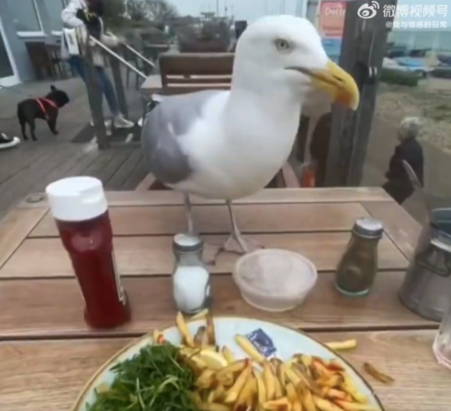 开始羡慕去码头整条的海鸥了！