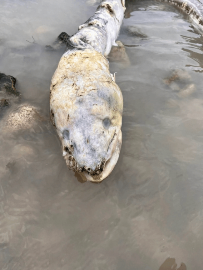 英国海边出现巨型“海怪” 康吉鳗引发热议