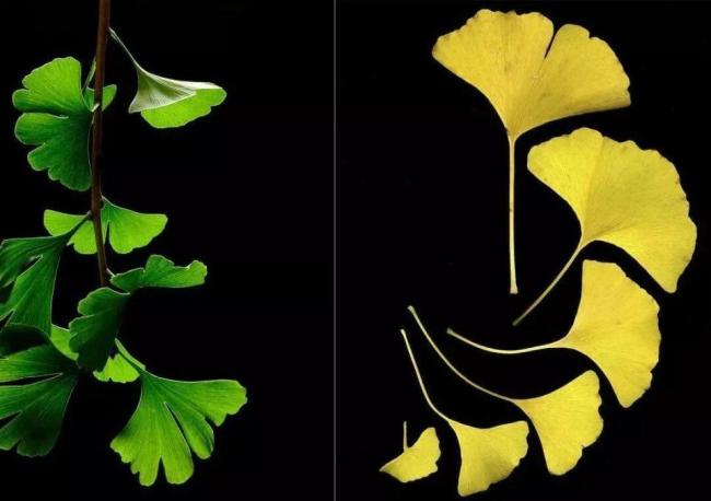 满大街都是银杏树，为什么还是濒危物种？ 野生种群面临威胁