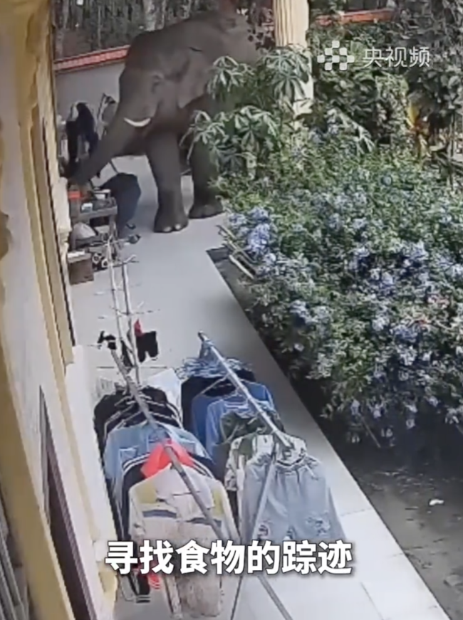 野生亚洲象只逛不拆礼貌退场 零破坏圈粉无数